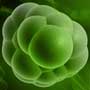 Nose Stem Cells Can Treat Brain Disorders